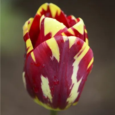 Tulipán Helmar - Tulipa - cibule tulipánů - 3 ks