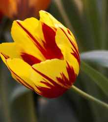 Tulipán Mickey Moute cibulky - cibuloviny z Holandska - 3 ks