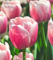 Tulipán Ollioules - Tulipa - cibule tulipánů - 3 ks