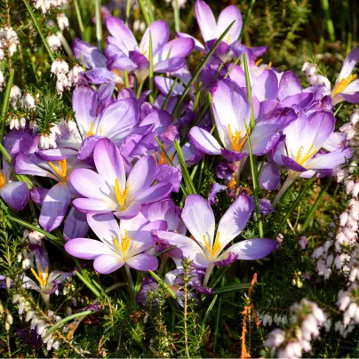 Krokus Grand Maitre - Crocus grand maitre - hlízy krokusů - 3 ks