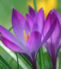 Krokus Tomasiniho Ruby Giant - Crocus tommasinianus - hlízy krokusů - 3 ks