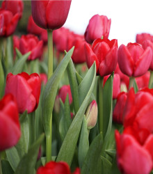 Tulipán Ile De France - Tulipa - cibule tulipánů - 3 ks