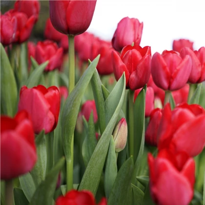 Tulipán Ile De France - Tulipa - cibule tulipánů - 3 ks