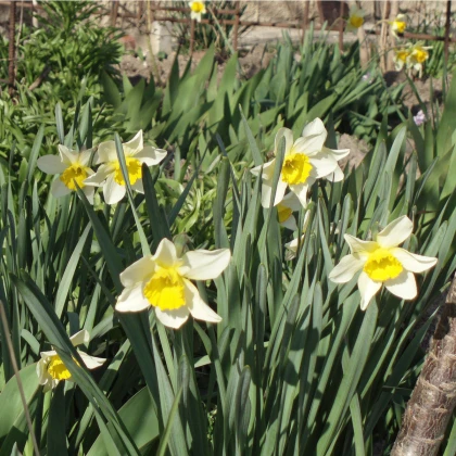 Narcis Topolino - Narcissus - cibule narcisů - 3 ks