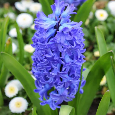 Hyacint plnokvětý Crystal Palace - Hyacinthus - cibule hyacintů - 1 ks