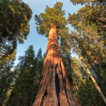 Sekvoj vždyzelená- Sequoia sempervirens- semena Sekvoje- 3 ks