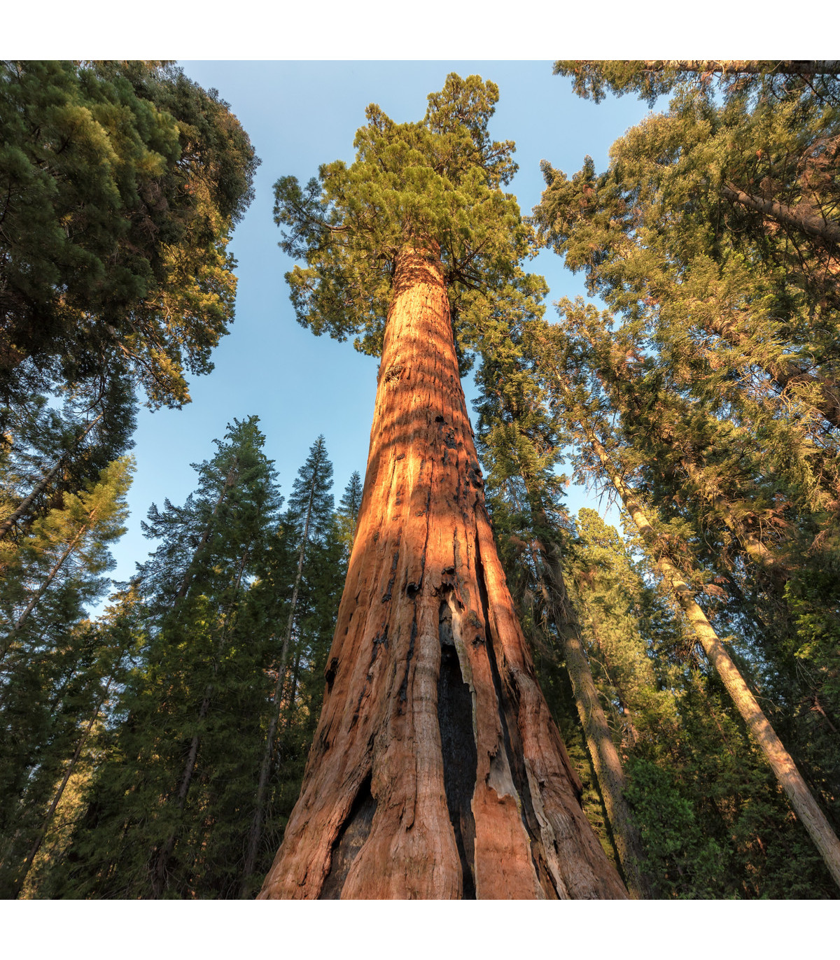 Sekvoj vždyzelená- Sequoia sempervirens- semena Sekvoje- 3 ks