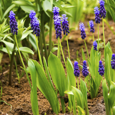 Modřenec širokolistý - Muscari latifolium - cibule modřenců - 5 ks