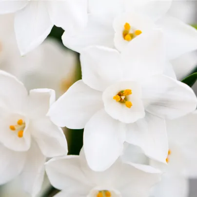 Narcis Rippling Waters - Narcissus - cibule narcisů - 3 ks