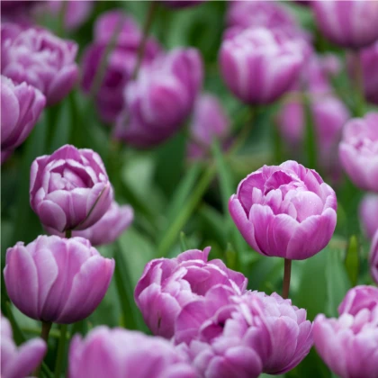 Tulipán Blue Diamond - Tulipa - cibule tulipánů - 3 ks