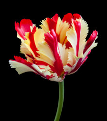 Tulipán Flamming Parrot - Tulipa - cibule tulipánů - 3 ks