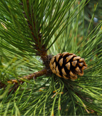 Borovice černá - Pinus nigra - osivo borovice - 4 ks