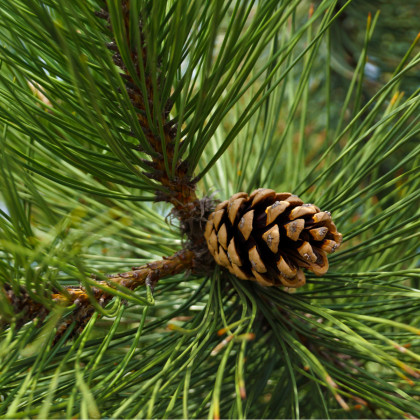 Borovice černá - Pinus nigra - prodej semen borovice - 4 ks