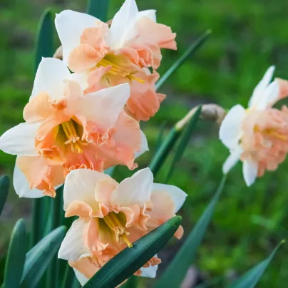 Narcis Vanilla Peach - Narcissus L. - cibule narcisů - 3 ks