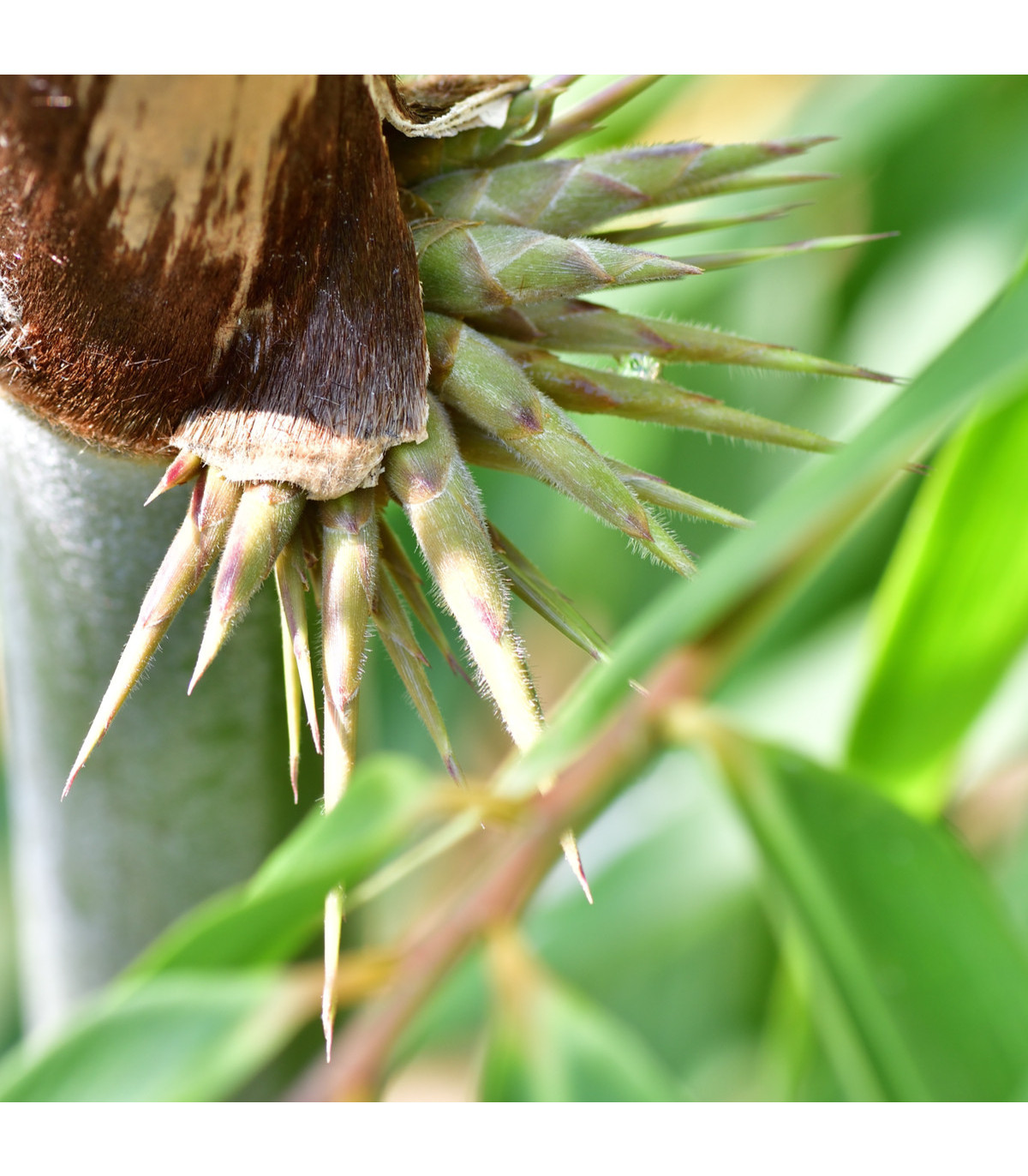 Bambus železný - Dendrocalamus Strictus  - semena - 2 ks