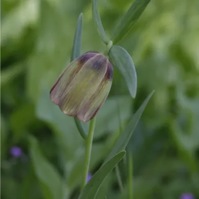 Řebčík pontica - Fritillaria pontica - cibule řebčíků - 3 ks