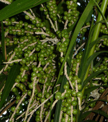 Palma Akaí -  Euterpe oleracea - prodej semen palmy - 2 ks