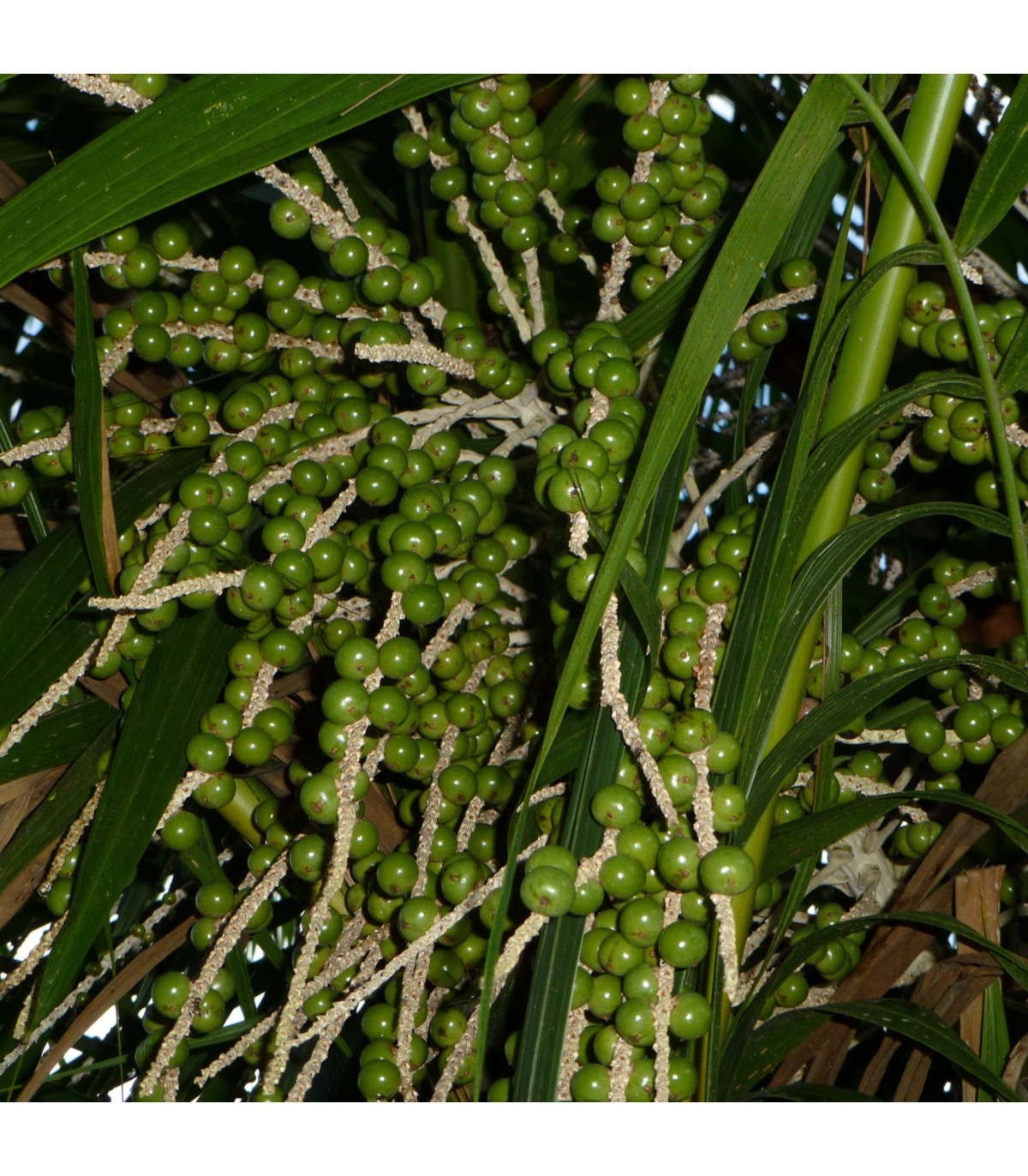 Palma Akai - Acai -  Euterpe oleracea - osivo palmy - 2 ks