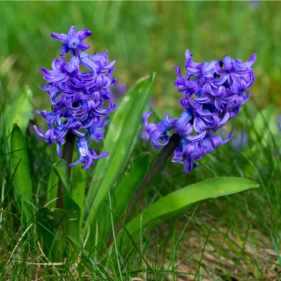 Hyacint Blue Pearl - Hyacinthus - cibule hyacintů - 1 ks