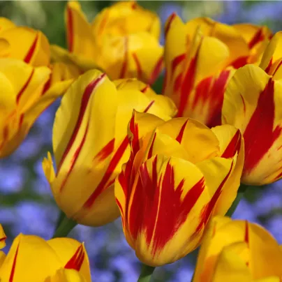 Tulipán Prinses Irene cibulky - Tulipa - cibule tulipánů - 3 ks