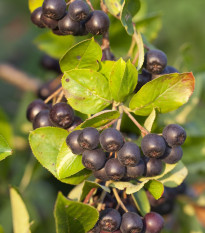 Aronie - Černý jeřáb - Aronia arbutifolia - osivo aronie - 7 ks