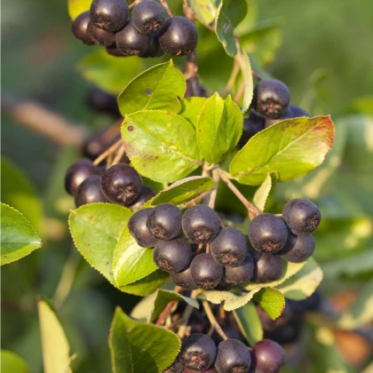 Aronie - Černý jeřáb - Aronia arbutifolia - osivo aronie - 7 ks