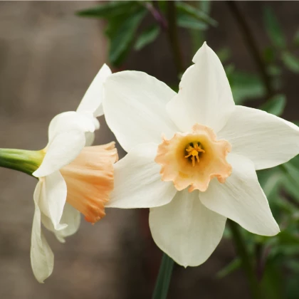 Narcis Salome - Narcissus - cibule narcisů - 3 ks