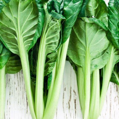 Tatsoi - Brassica rapa var rosularis - osivo tatsoi - 100 ks