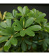 Šeflera paprskovitá - Schefflera arboricola - osivo šeflery - 6 ks