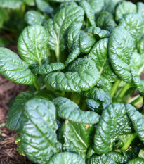 Hořčice salátová Misome F1 - Brassica campestris - osivo hořčice - 20 ks