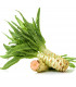 Salát chřestový Celtuce - Lactuca sativa L.var.asparagina - osivo salátu chřestového - 300 ks