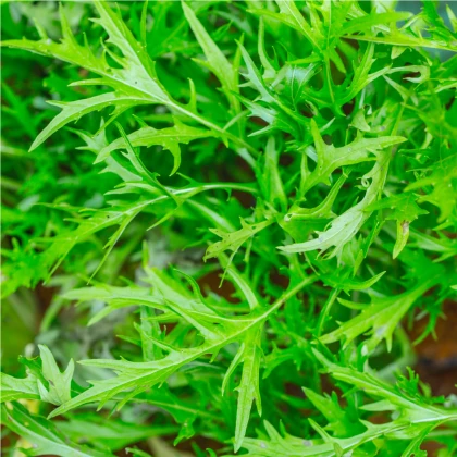 Mizuna - Brassica campestris Japonica - osivo mizuny - 50 ks