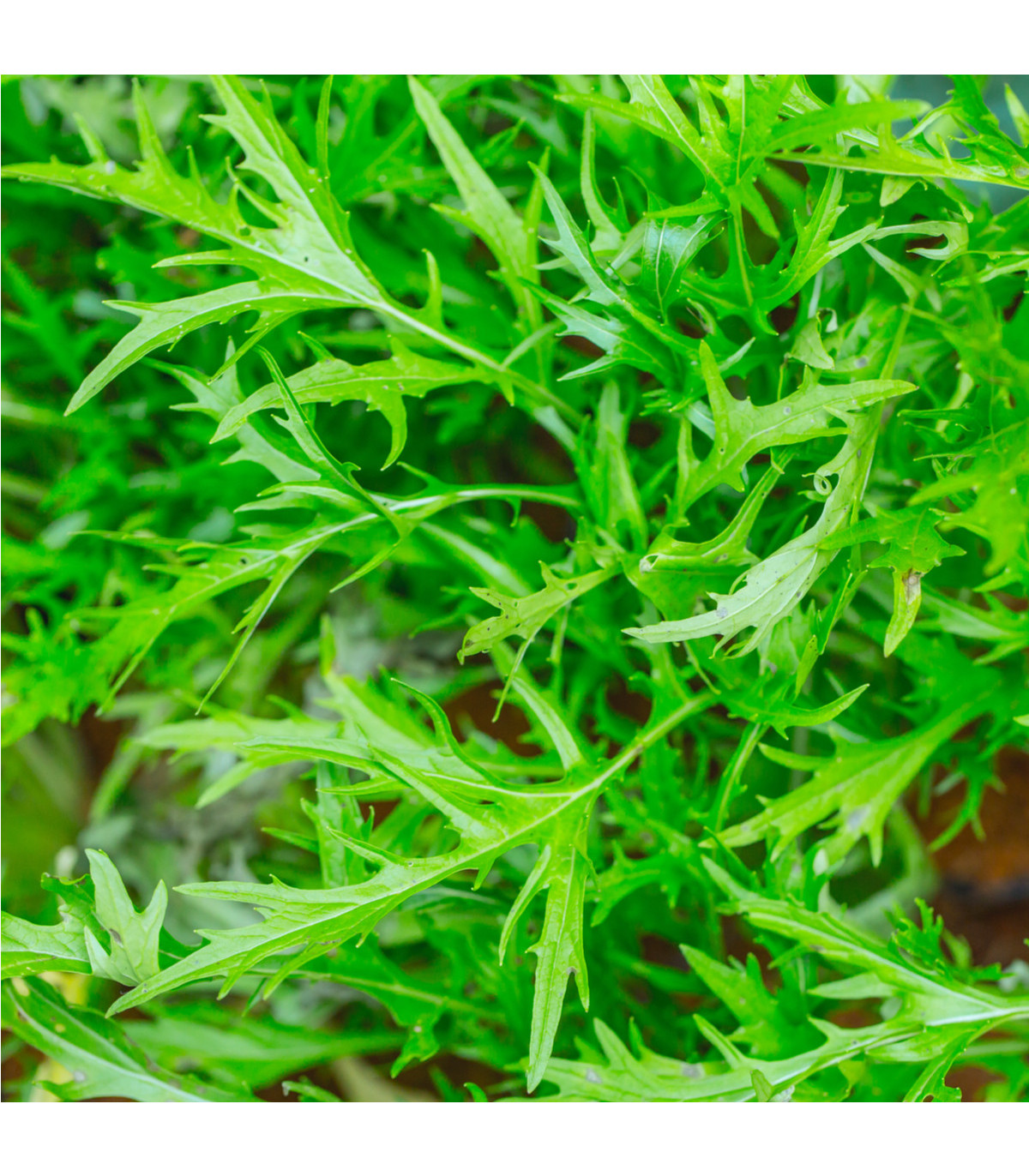 Mizuna - Brassica campestris Japonica - osivo mizuny - 50 ks