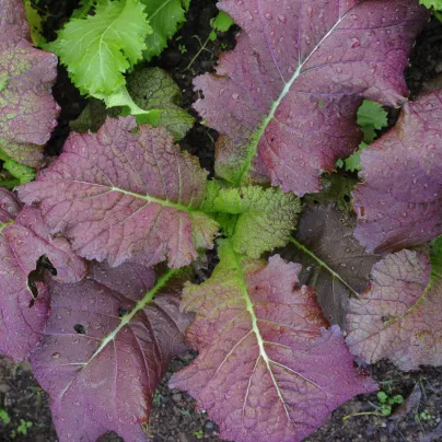 Hořčice červená Red Frills - Brassica juncea - osivo hořčice - 300 ks