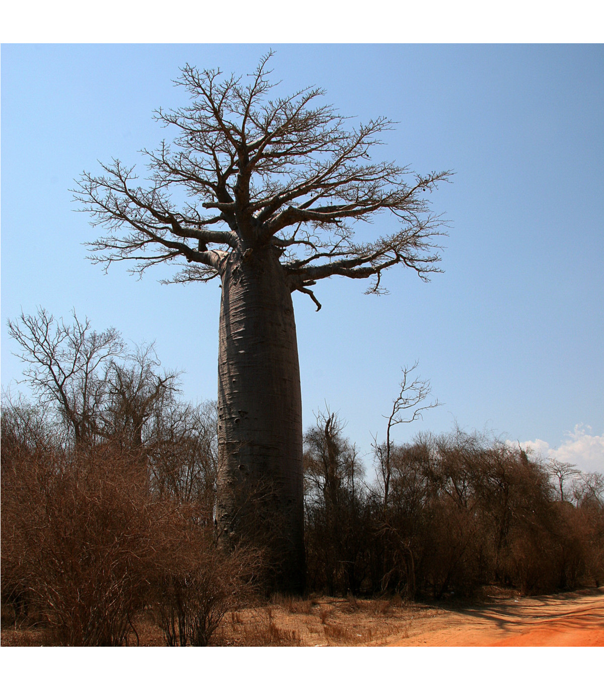 Baobab Za - Adansonia madagascariensis - osivo baobabu - 3 ks