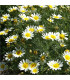 Chryzantéma jedlá - Chrysanthemum coronarium - osivo chryzantémy - 400 ks