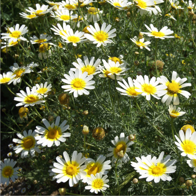 Chryzantéma jedlá - Chrysanthemum coronarium - osivo chryzantémy - 400 ks