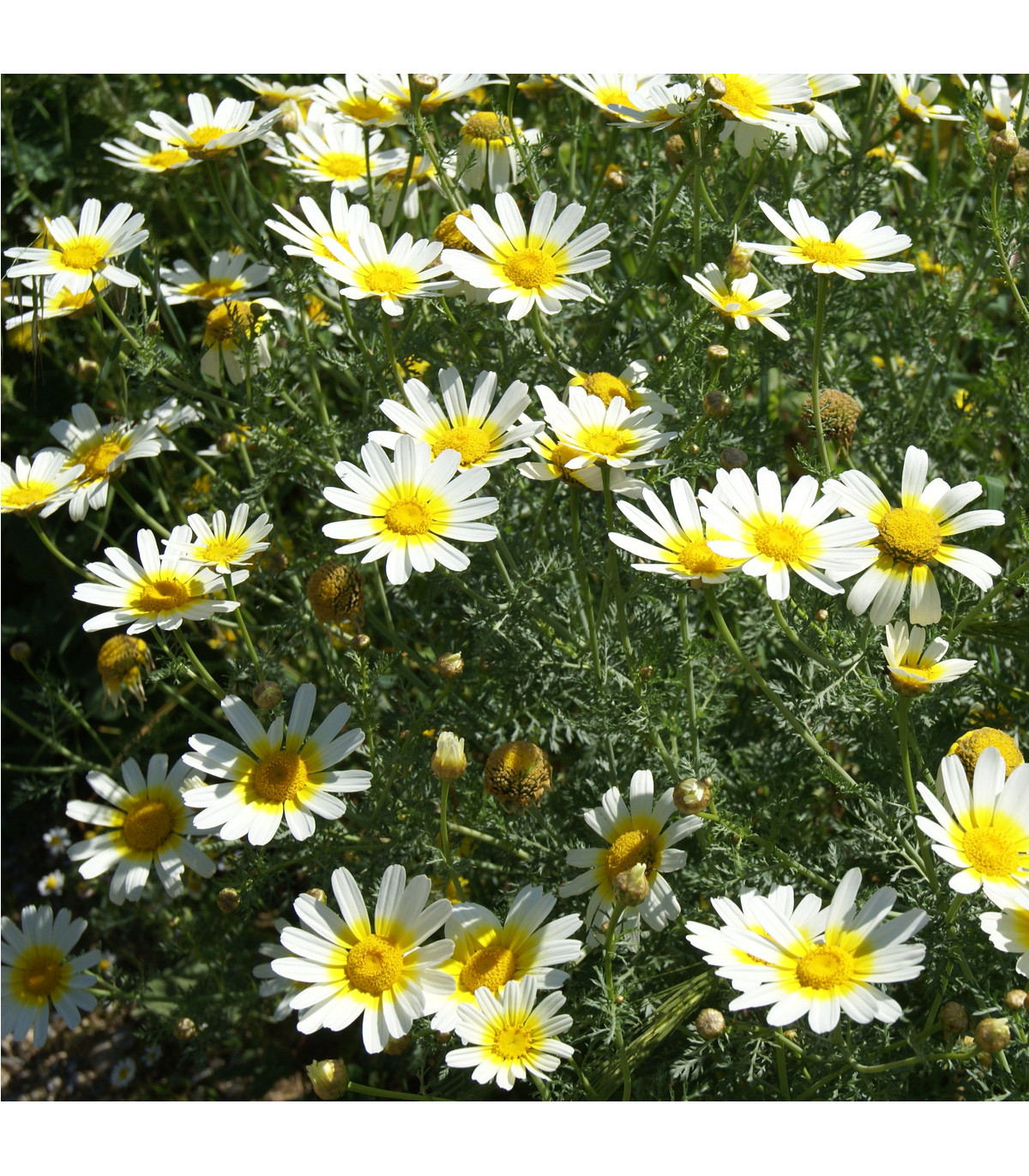 Chryzantéma jedlá - Chrysanthemum coronarium - prodej semen - 450 ks