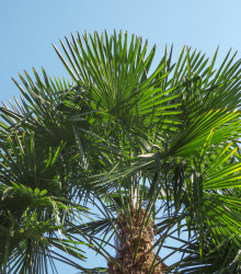 Palma konopná - Žumara ztepilá - Trachycarpus fortunei - prodej semen - 2 ks