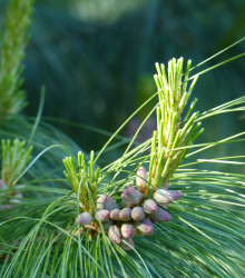 Borovice yunnan - Pinus yunnanensis - semena borovice - 5 ks