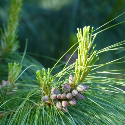 Borovice Yunnan - Pinus yunnanensis - osivo borovice - 5 ks