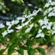 Dřín japonský - Svída japonská - Cornus kousa - osivo svídy - 12 ks