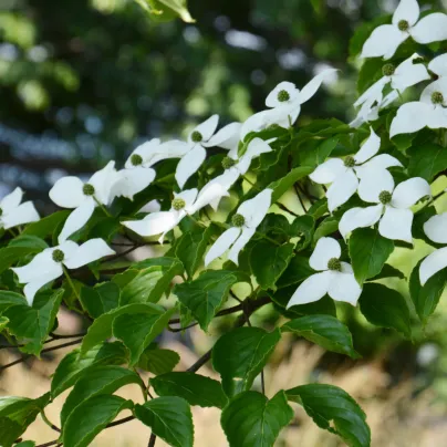 Dřín japonský - Svída japonská - Cornus kousa - osivo svídy - 12 ks