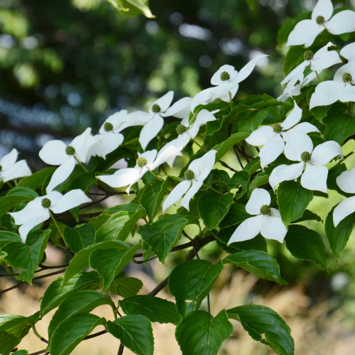 Dřín japonský - Svída japonská - Cornus kousa - osivo svídy - 12 ks