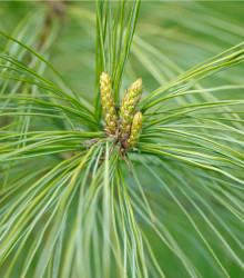 Borovice čínská - Pinus tabuliformis - semena borovice - 7 ks