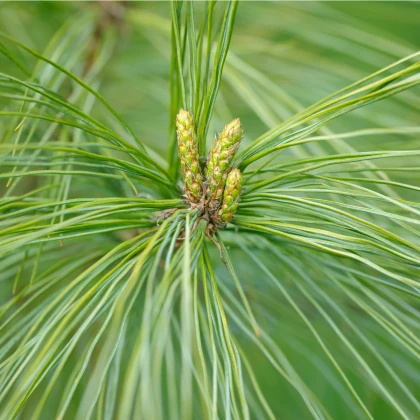 Borovice čínská - Pinus tabuliformis - osivo borovice - 7 ks
