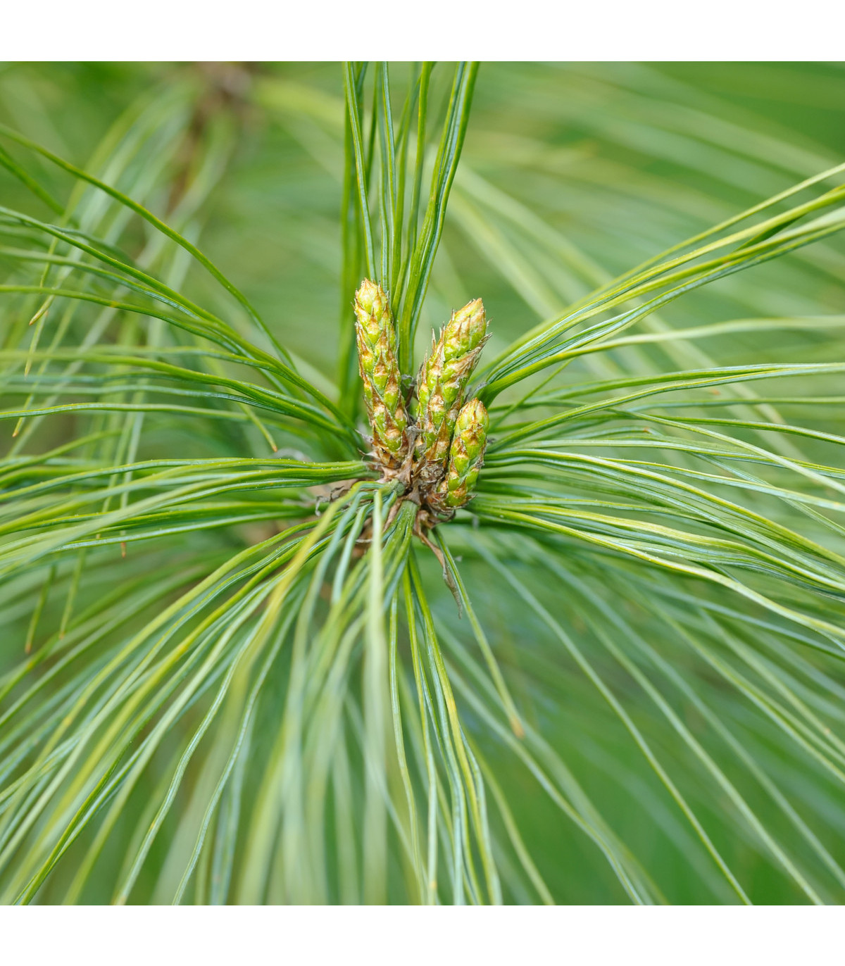 Borovice čínská - Pinus tabuliformis - osivo borovice - 7 ks