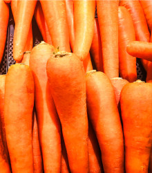 Mrkev Rote Riesen - Daucus carota - osivo mrkve - 1 gr