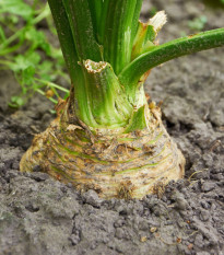 Celer bulvový Mars - Apium graveolens - osivo celeru - 20 ks