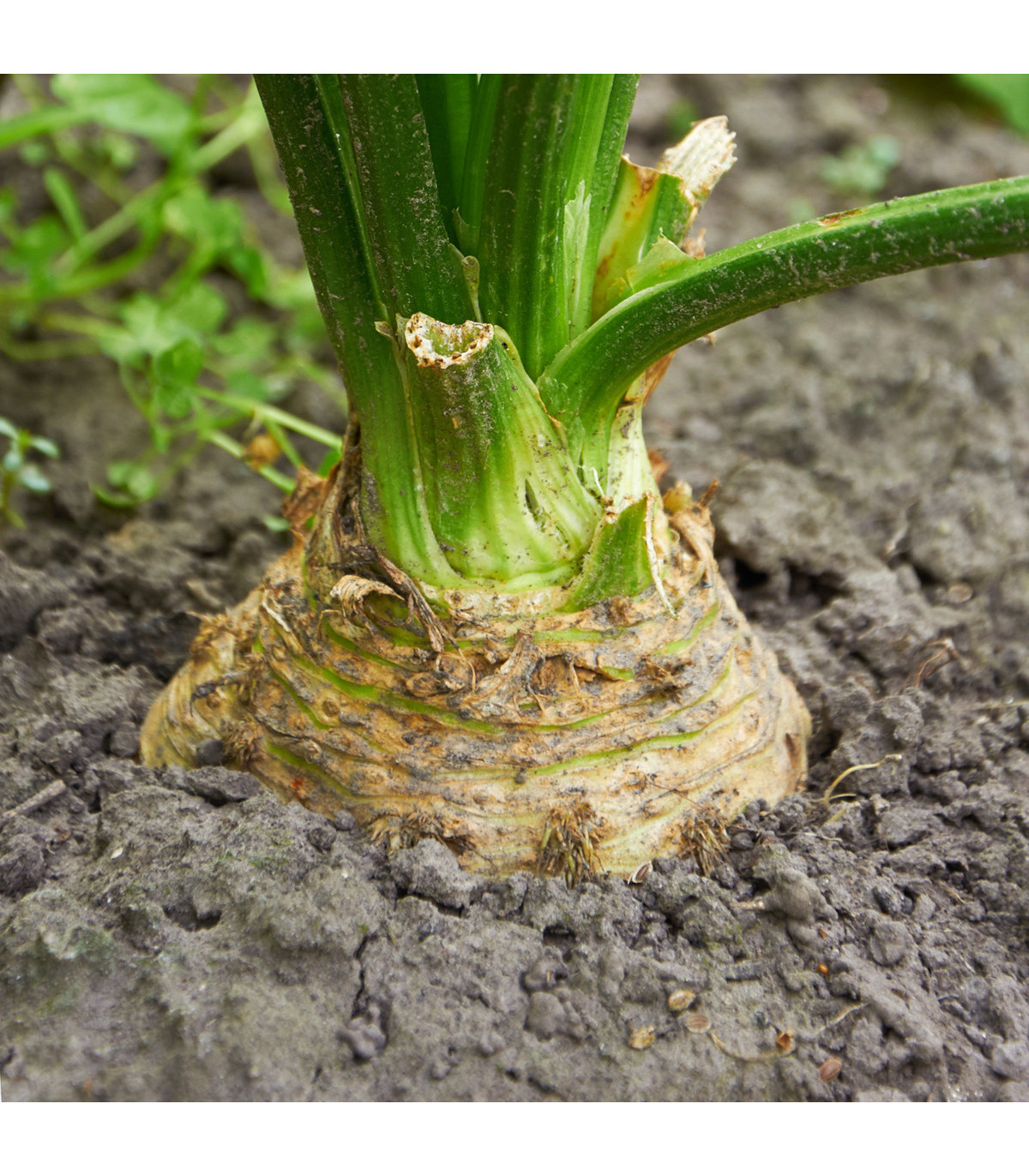 Celer bulvový - Mars - semena celeru - 0,3 gr - osivo